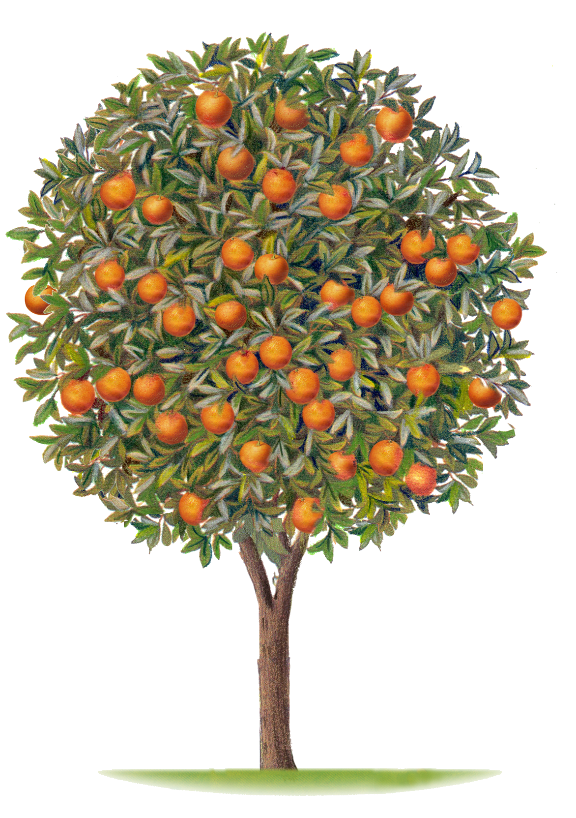 Noteya orange tree